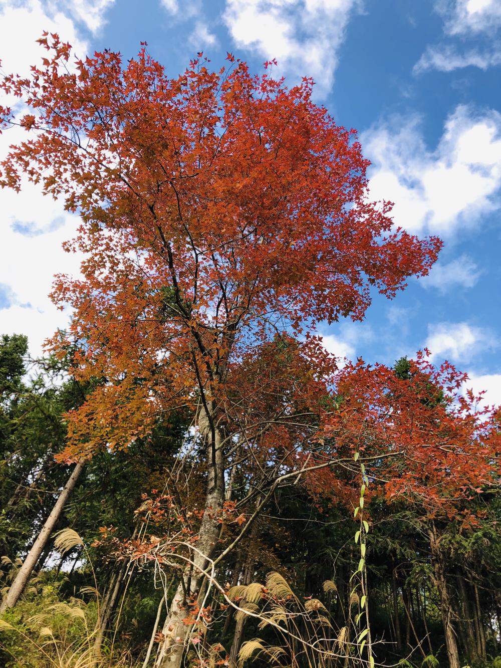 大楼村枫树坳
